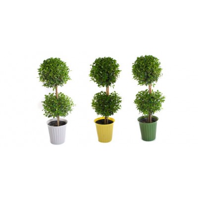 7 Inch Eugenia Topiary   563057089